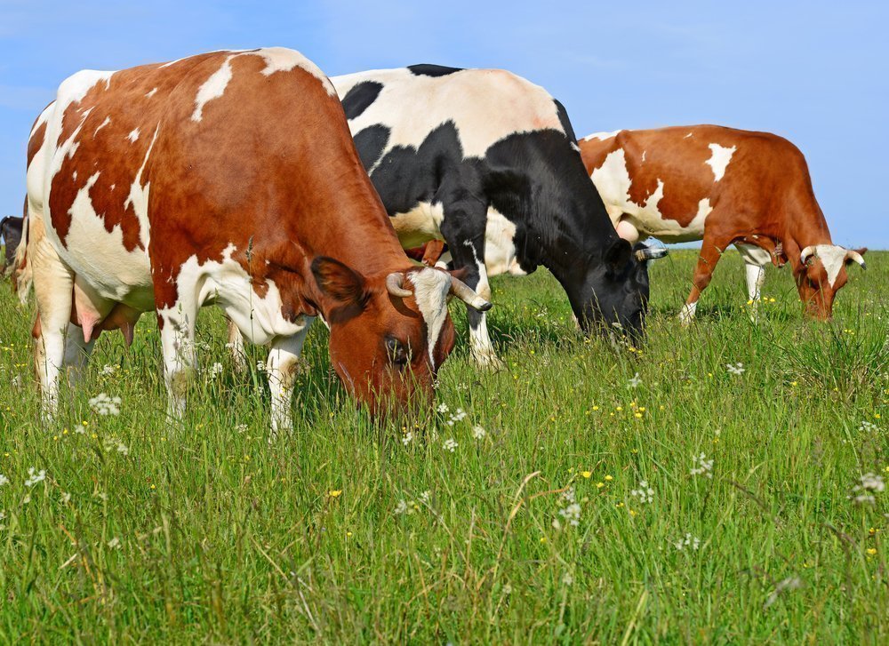 Чем плохо потребление коровьего молока?
