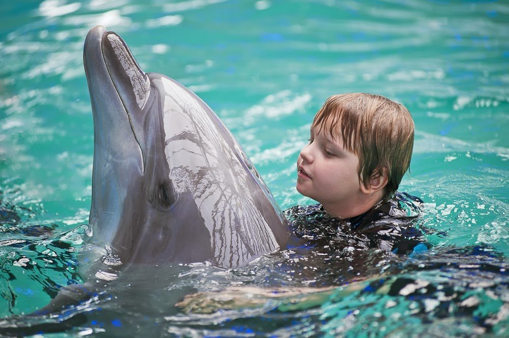 Положительное влияние дельфинотерапии на здоровье детей