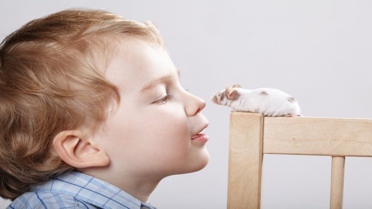 Как дети заражаются кишечным иерсиниозом?