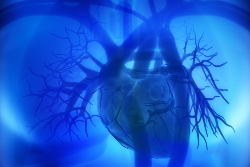 Особенности тока крови внутри сердца