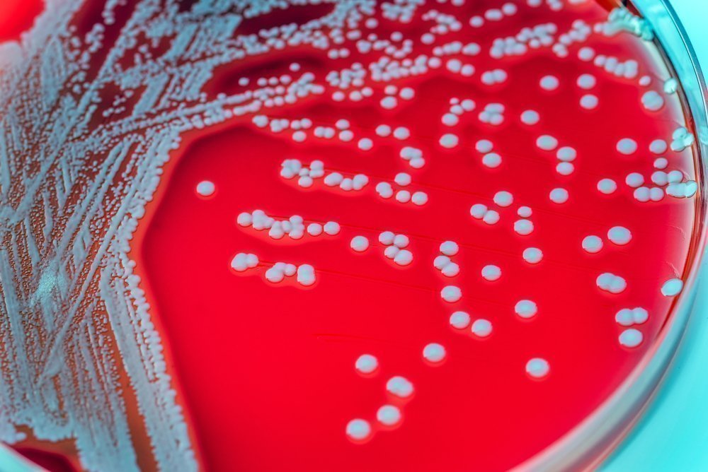 Виды бактерий: чем опасны?