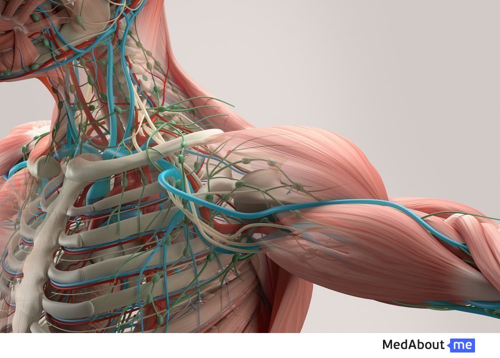 Вены и артерии в системе кровеносной системы