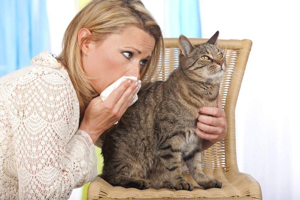 Клин клином: любовь к животным и симптомы аллергии