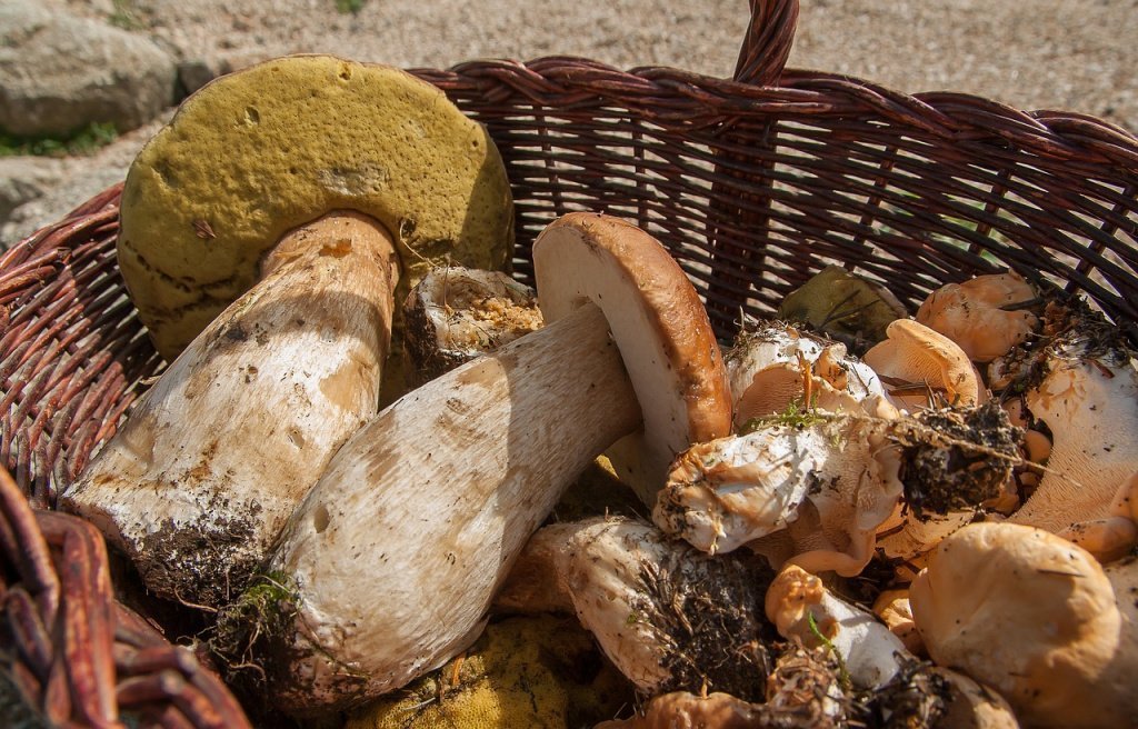 Белый гриб — царь грибов, прекрасно подходящий для питания