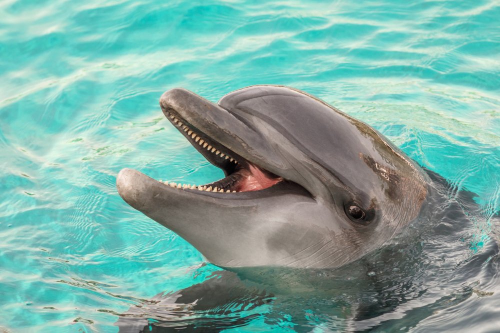 Опасности контакта дельфинов с детьми и полезные рекомендации
