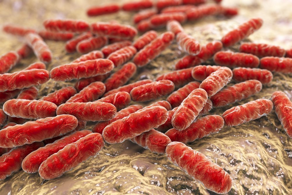 Лактобактерии — пробиотики или нет?