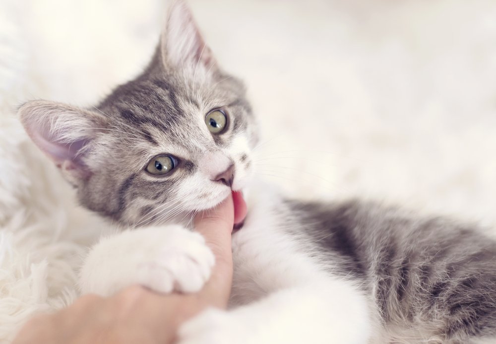 Симптомы укуса кошки: боль, покраснение