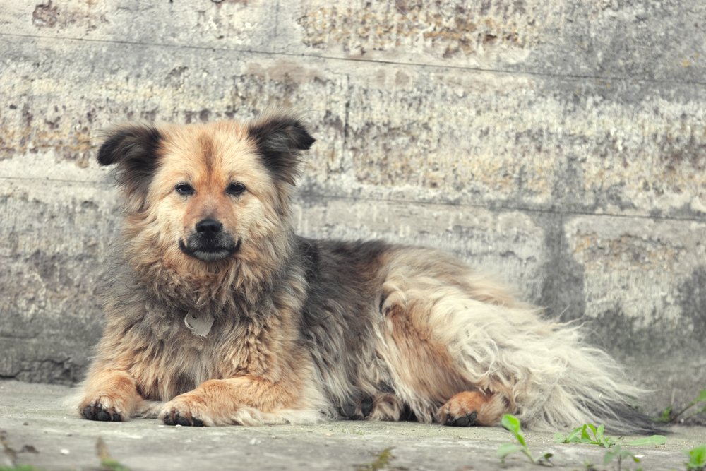 Бездомные собаки: когда друг становится бывшим