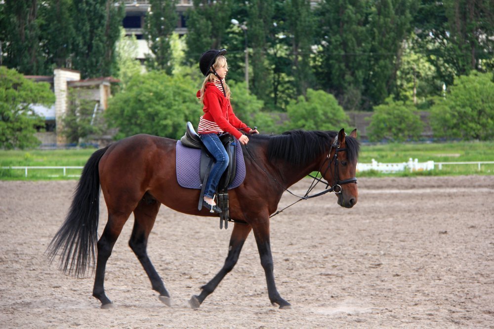 Три измерения «лечения лошадьми». Интервью с иппотерапевтом Источник: DDCoral / Shutterstock.com