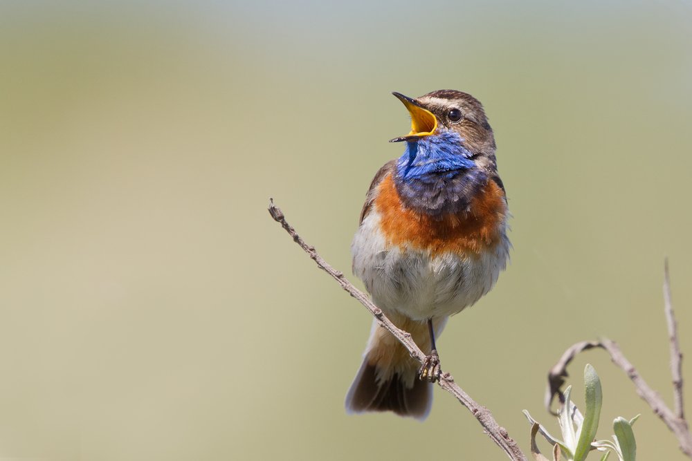 Как воздействует птичье пение на организм?
