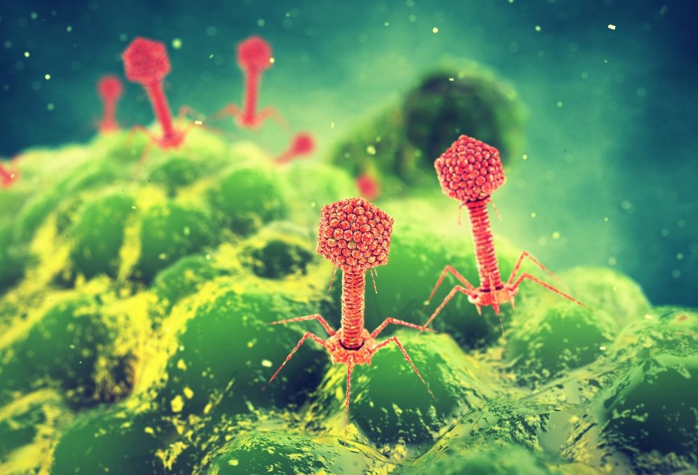 Бактериофаги — вирусы против бактерий