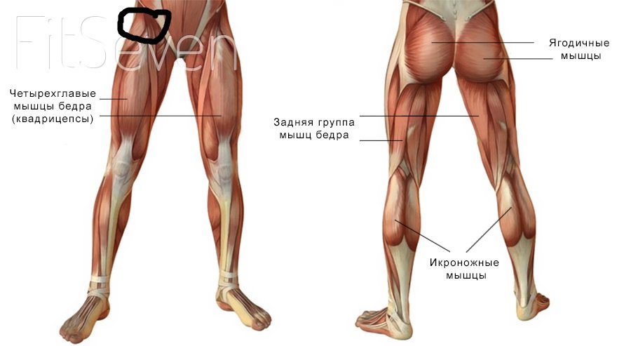 Как выглядит ляжка. Мышцы ног. Мышцы ног названия. Строение мышц ног. Мышцы ног анатомия.