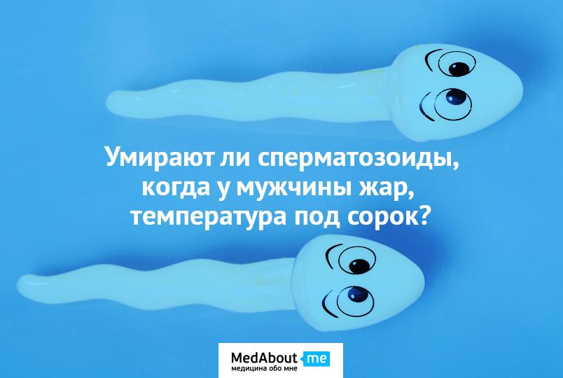 Вопрос-ответ о термостойкости сперматозоидов Вопрос-ответ о термостойкости сперматозоидов