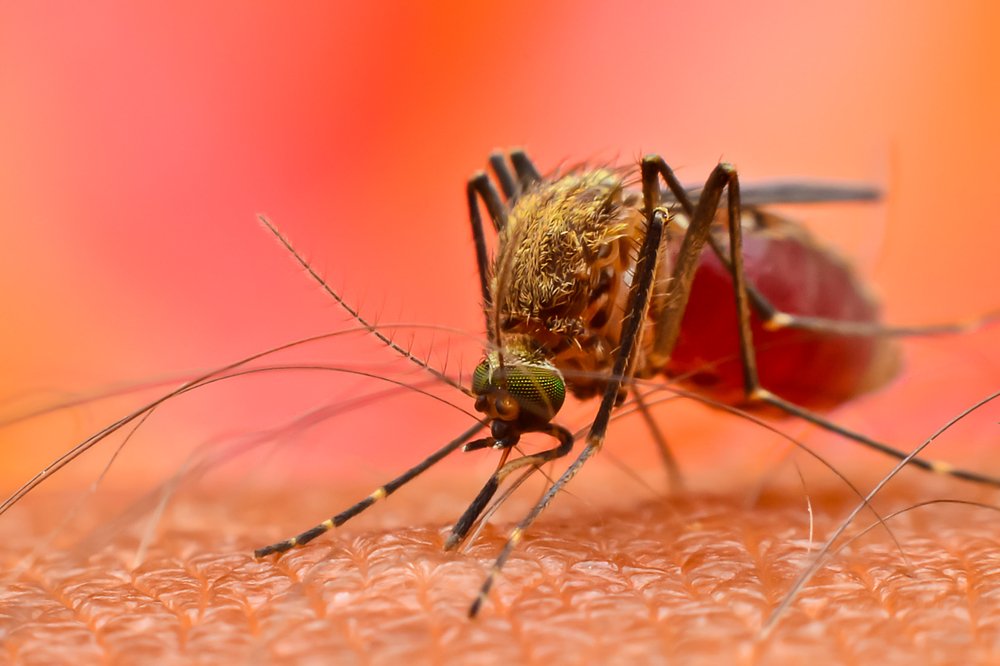 Трансмиссивные болезни, которые переносят комары и клещи