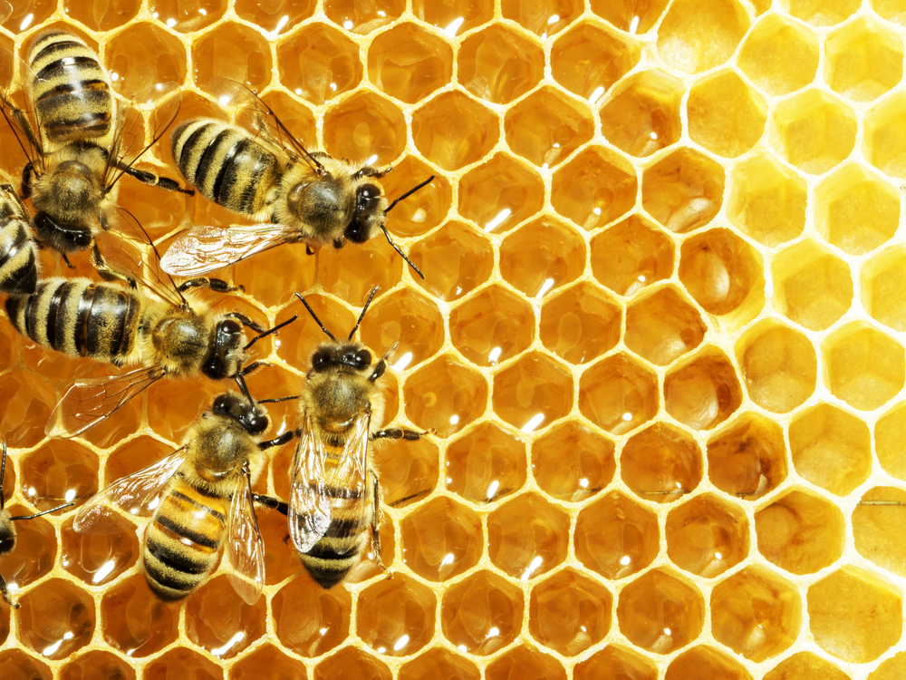 Апитерапия – лечение продуктами жизнедеятельности пчел
