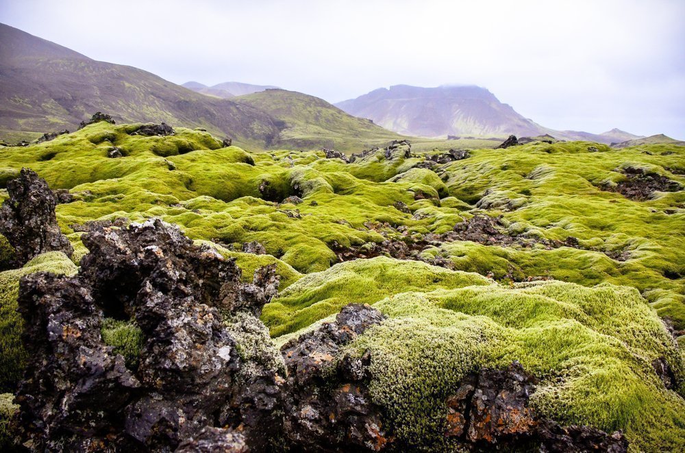 Исландский мох — БАД с антибактериальными свойствами
