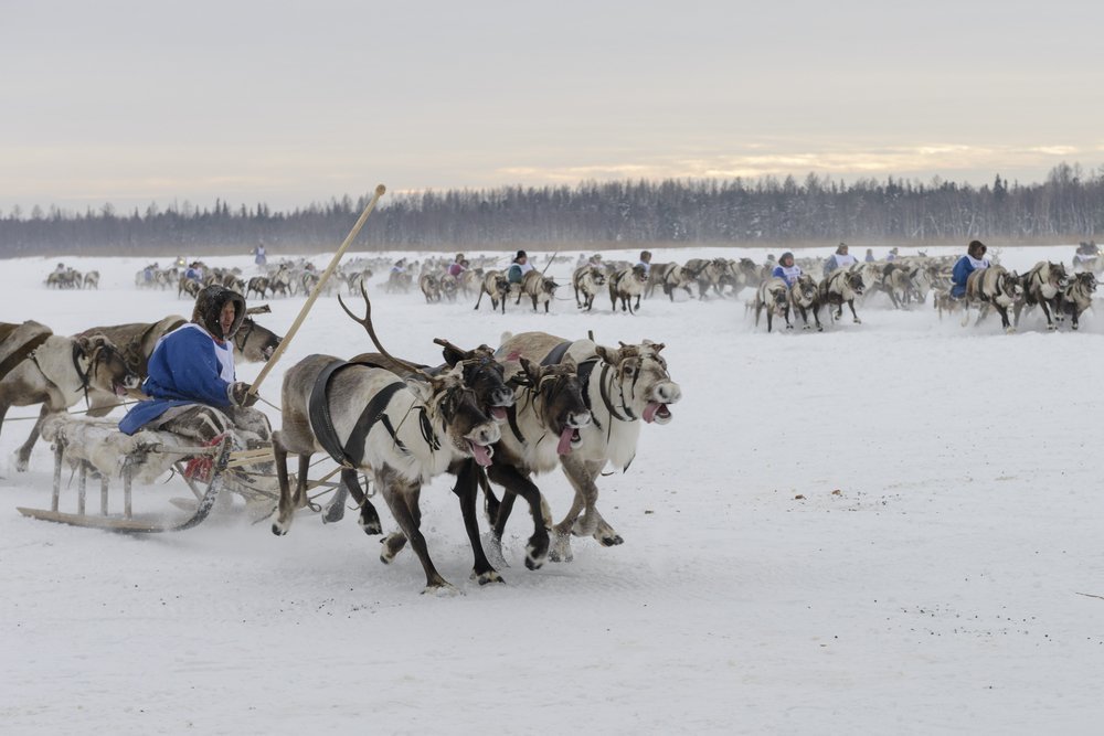 Вспышка сибирской язвы 2016 года Источник: Vladimir Kovalchuk / Shutterstock.com Вспышка сибирской язвы 2016 года Источник: Vladimir Kovalchuk / Shutterstock.com