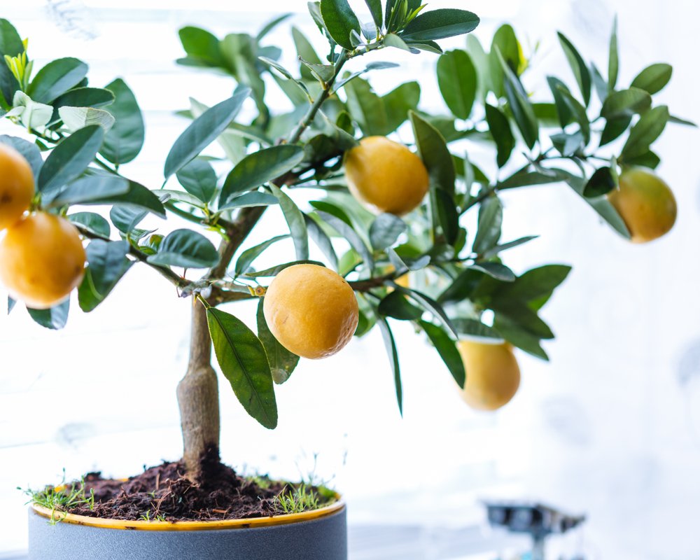Как прививать лимон дома?