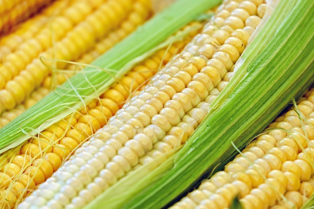Питание: кукуруза — основа рациона многих людей