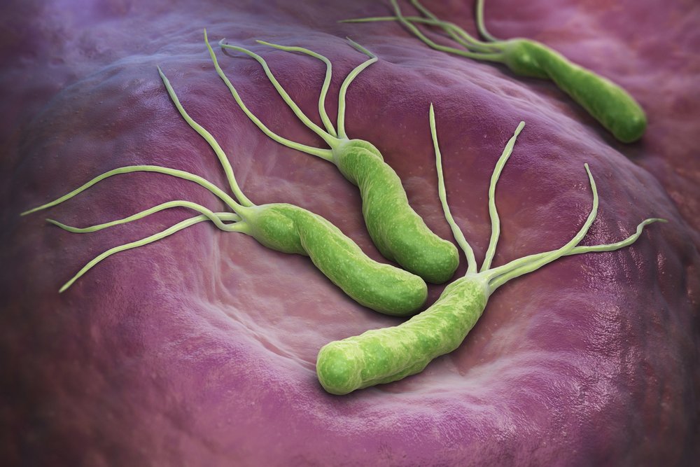 Роль бактерий Helicobacter pylori