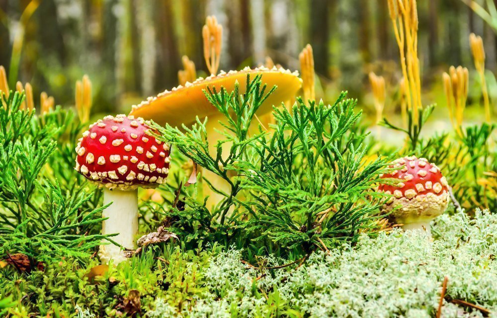 Опасные для здоровья и жизни ядовитые грибы
