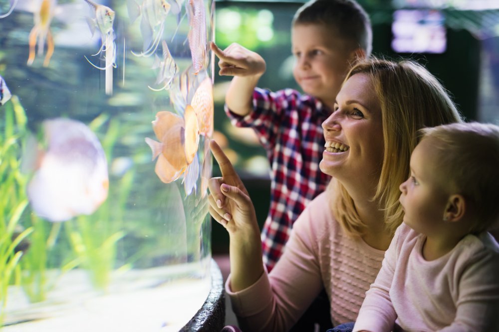Нужно ли родителям помогать ухаживать за аквариумом?