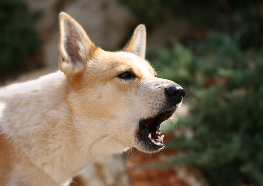8. Агрессивная собака — бешеная собака