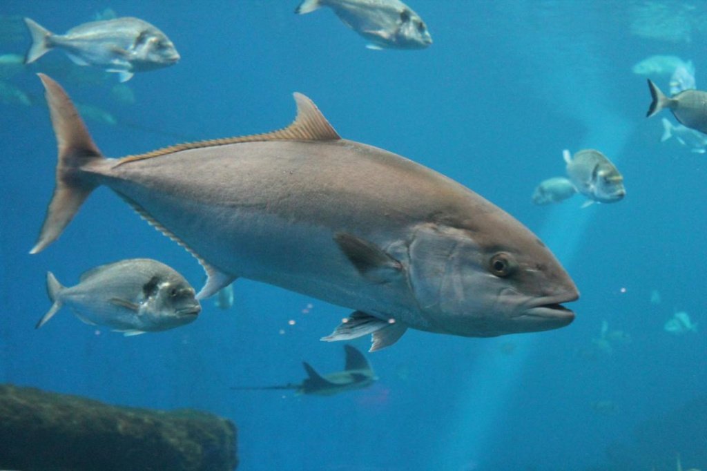5. Атлантический голубой тунец Источник: pixfeeds.com