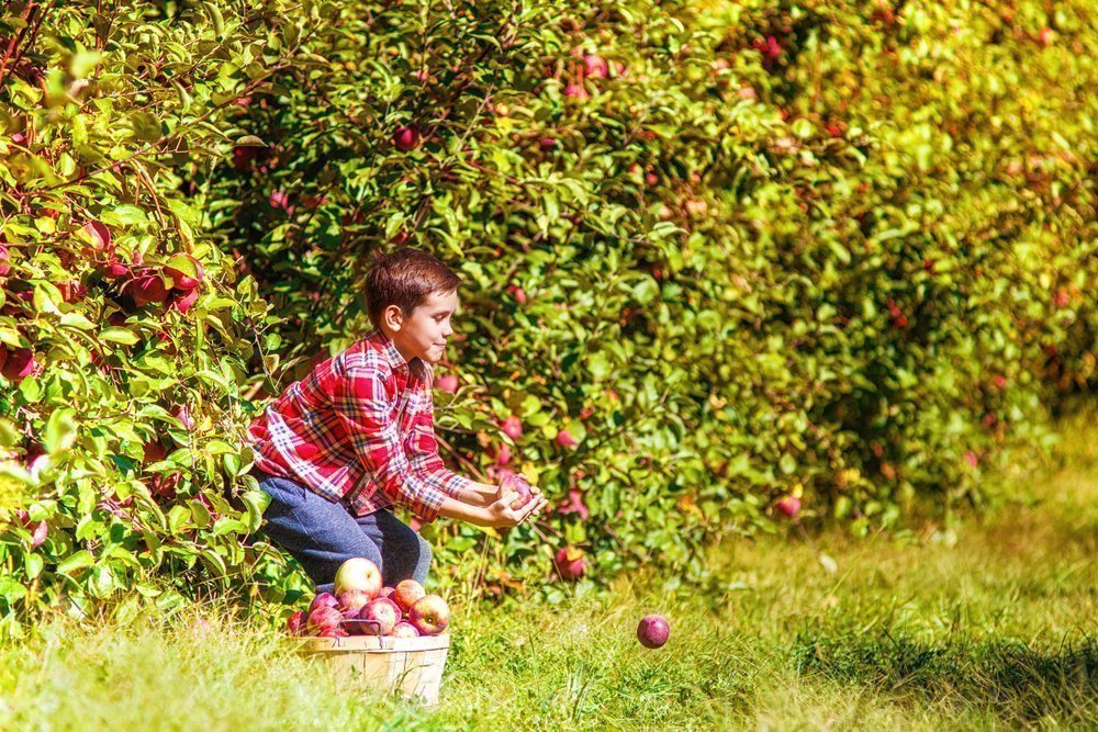 Яблоки — фрукты, появляющиеся на прилавках в июле