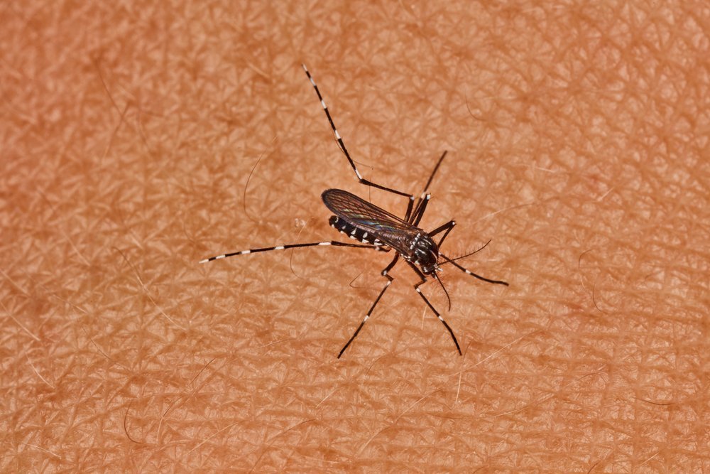 Малярия — большая опасность для здоровья
