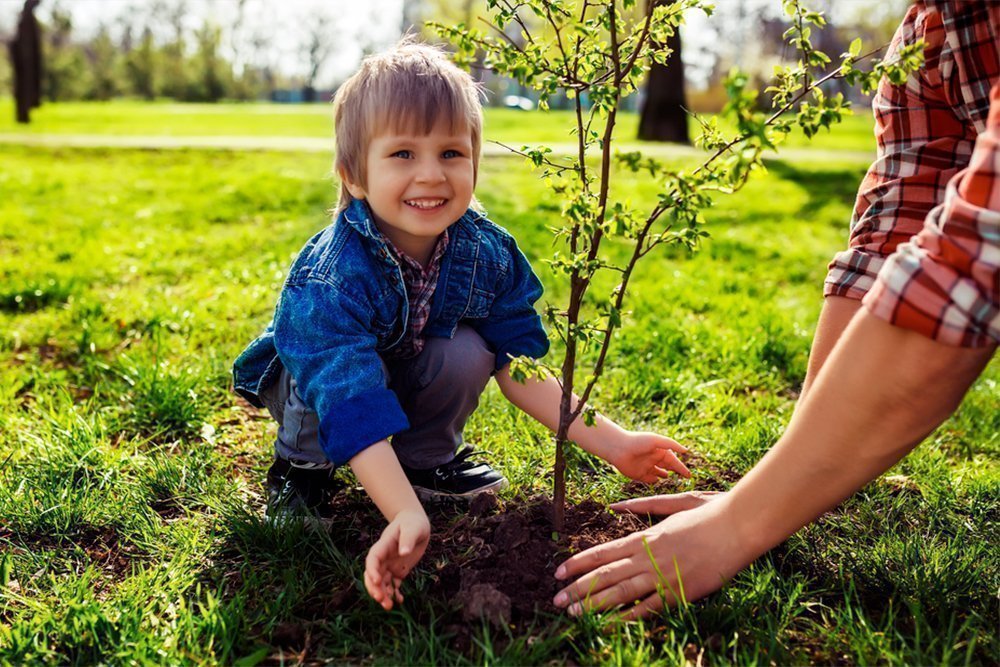 5. Посадите вместе с ребёнком дерево