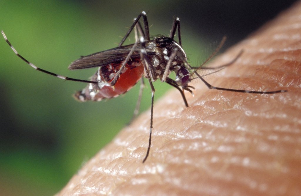 Чем опасны укусы насекомых для человека?