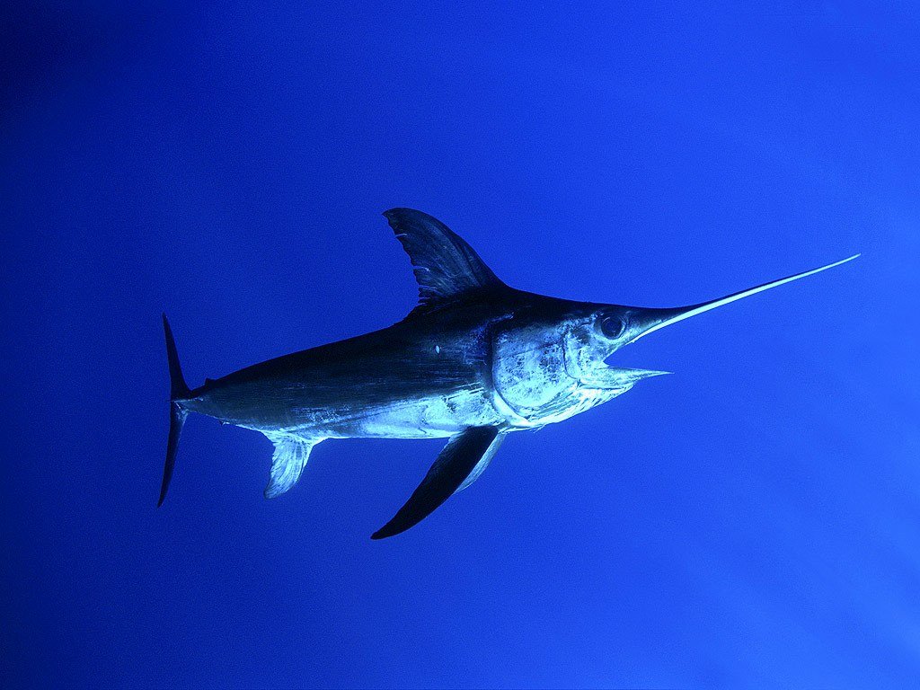 2. Swordfish Zdroj: rivistanatura.com