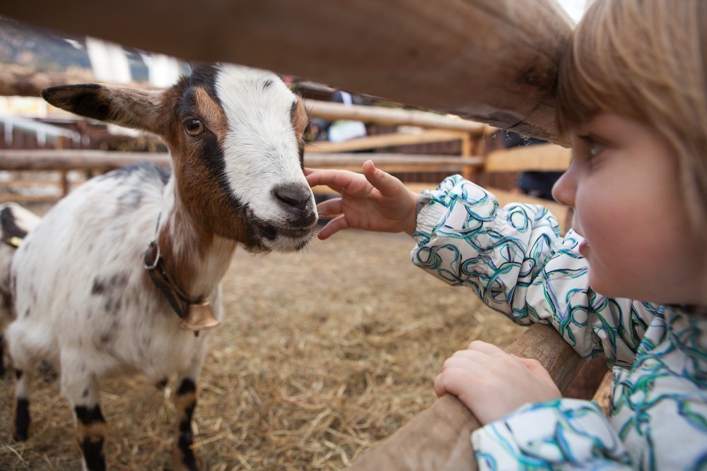 В чем заключается польза общения детей с животными?