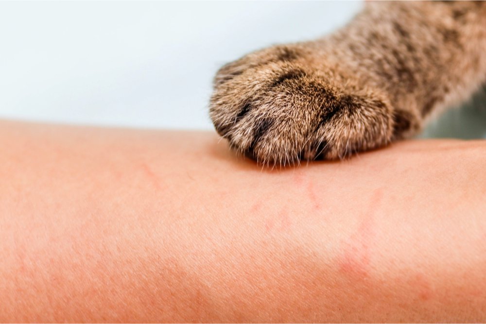 Как убрать кошачьи царапины с кожзама