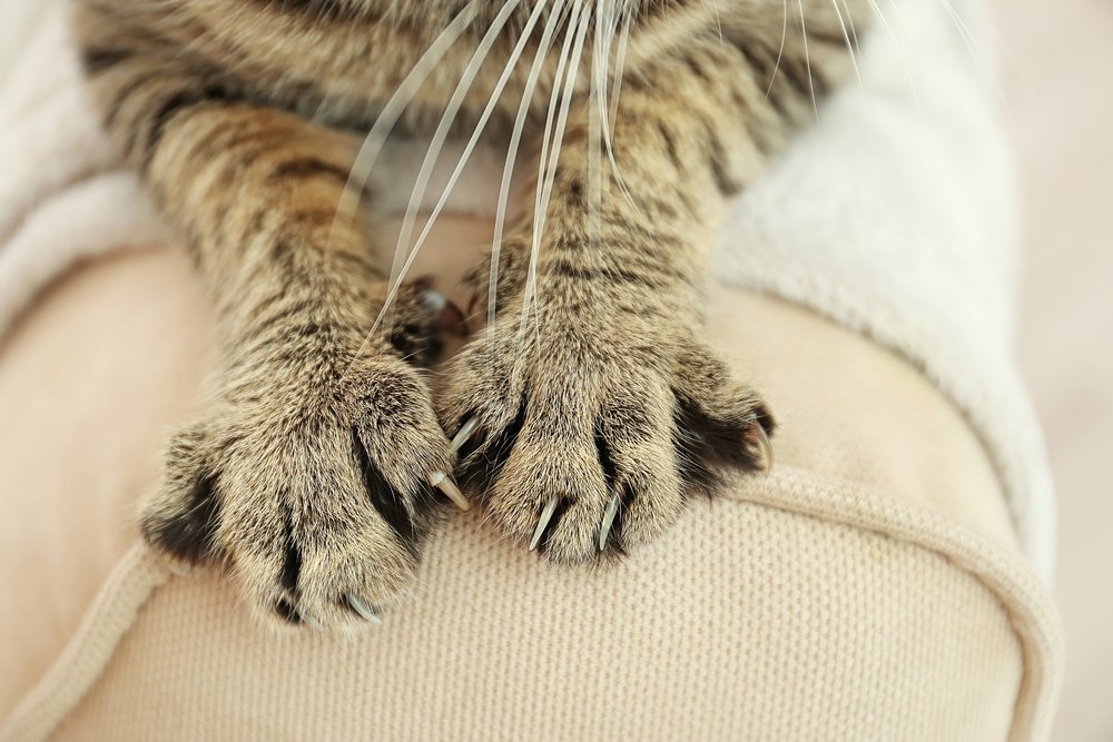 Лихорадка кошачьих царапин: определение болезни по симптомам