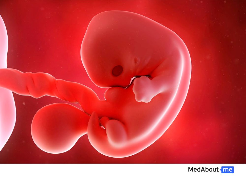 Развитие эмбриона на 5 неделе