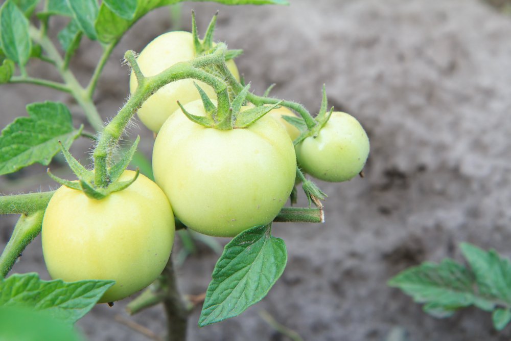 Вред и польза зеленых помидоров: вкусные овощи