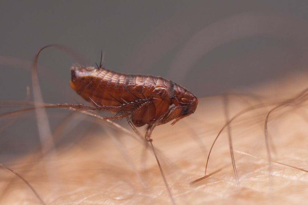 Какие еще насекомые являются разносчиками различных инфекций?