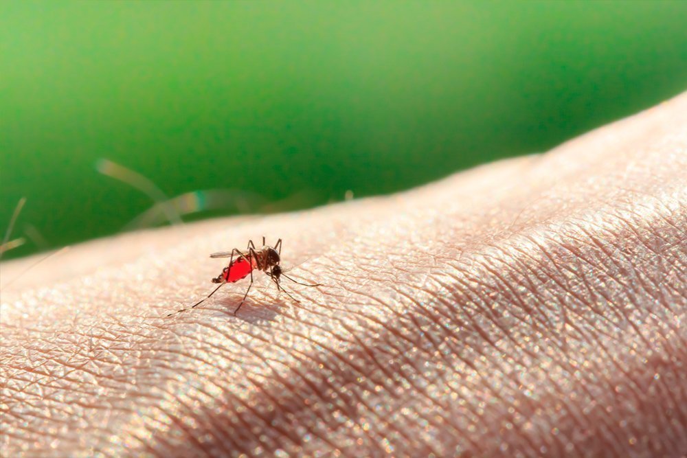 Что нужно знать о малярии у взрослых и детей