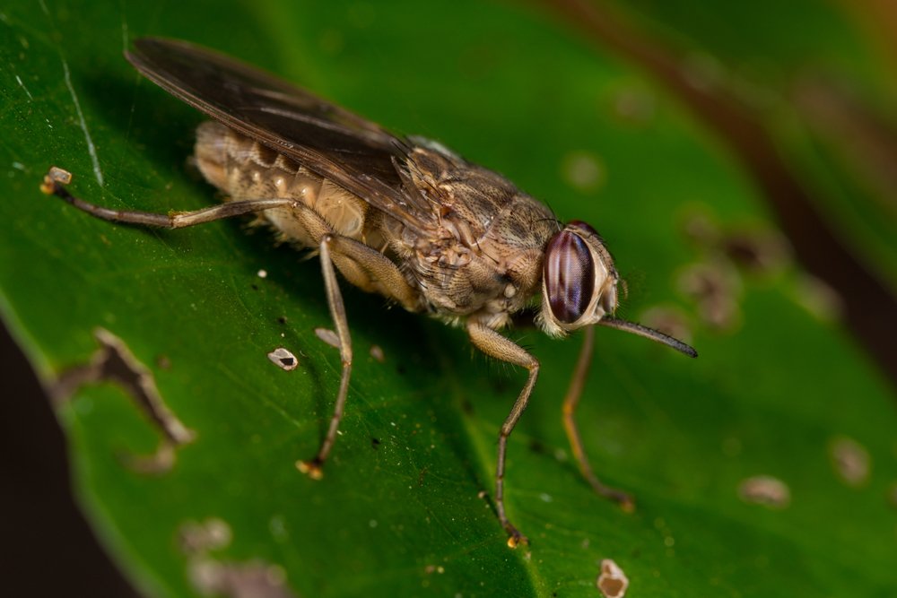 Укус мухи цеце: особенности заражения