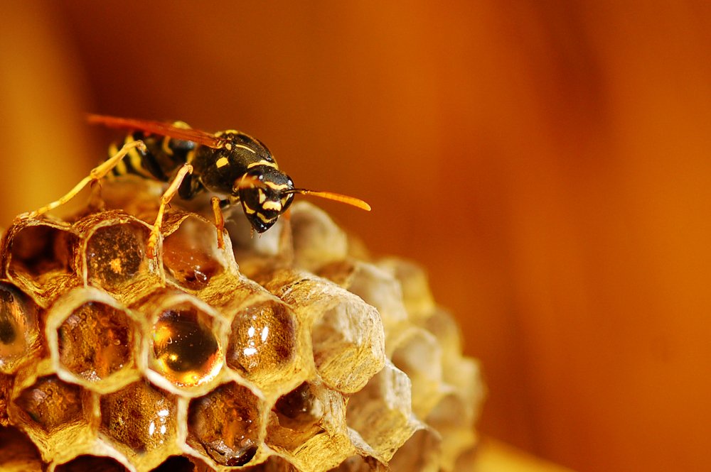 Аллергические реакции на продукты пчеловодства