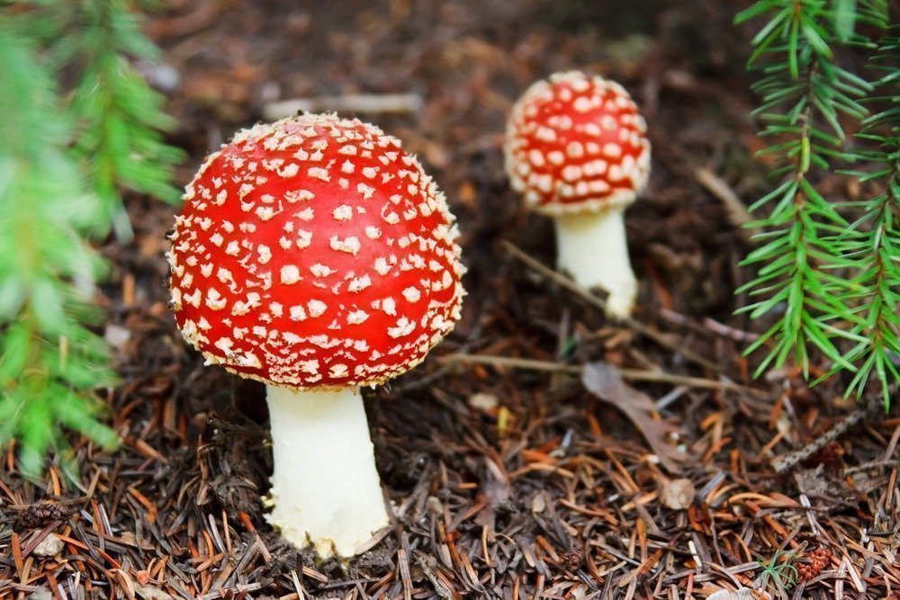 Опасные для здоровья грибы: меры профилактики при приготовлении грибных блюд