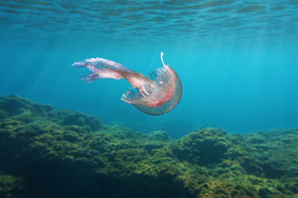 Отдых на море и укус медузы Отдых на море и укус медузы