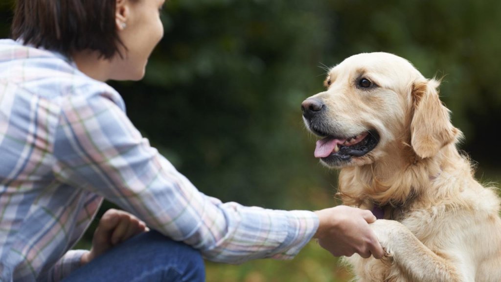 Терапия фобий: встречи и общение с животными