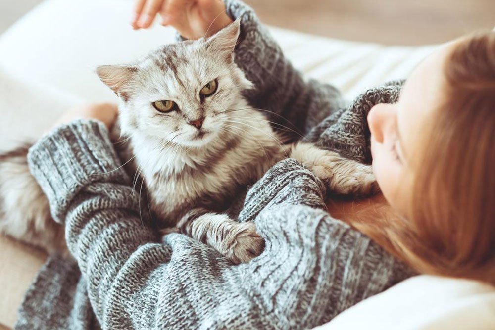Заводить кошку или нет — советы родителям