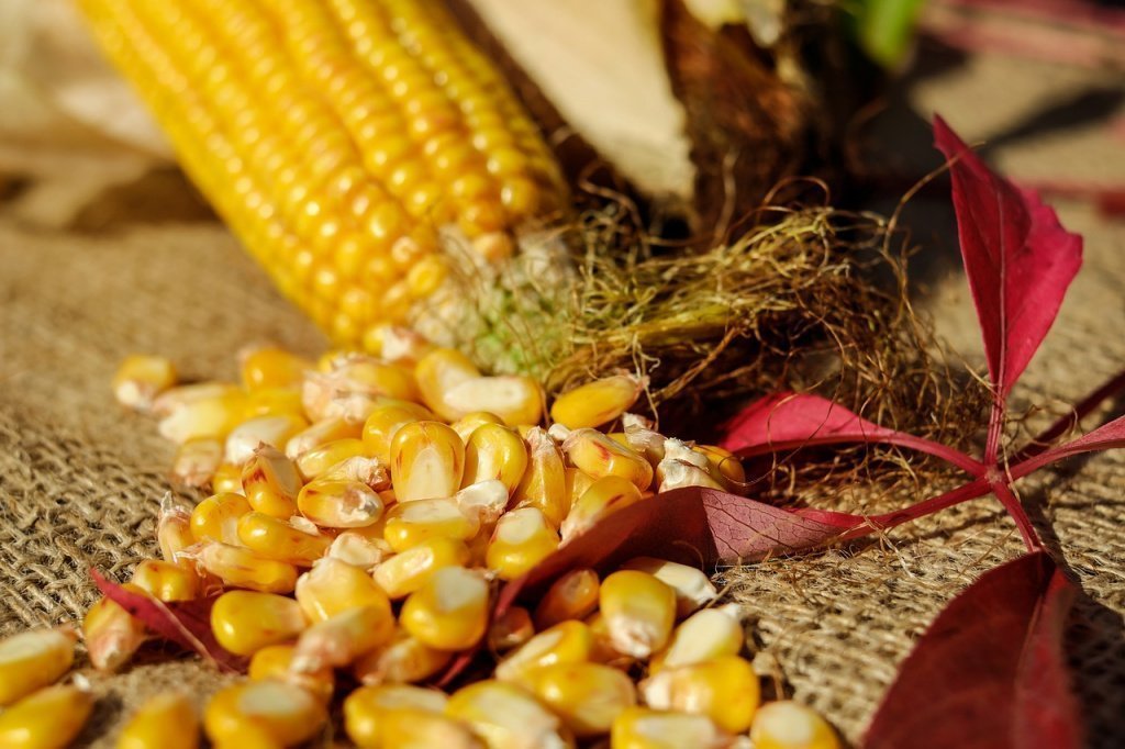 Здоровье: полезные свойства кукурузы