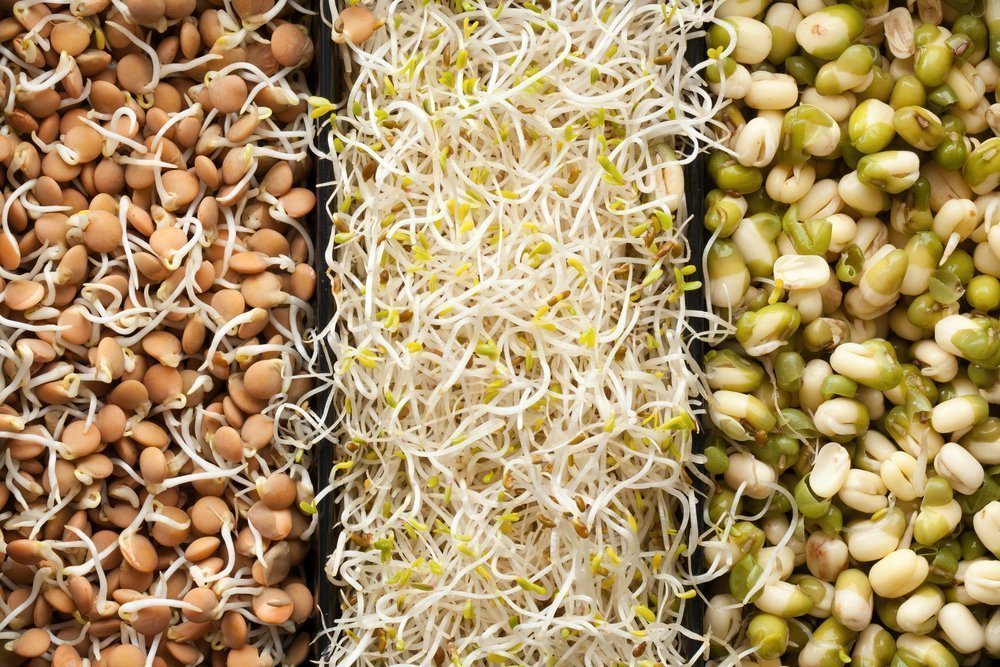 Рецепт проращивания зерен пшеницы