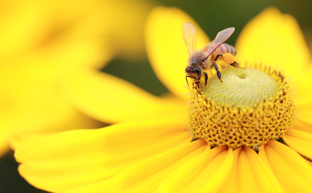 Что такое пчелиная пыльца?