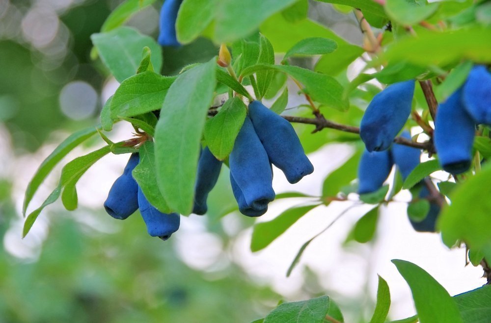 Жимолость голубая — чем примечательна эта ягода?